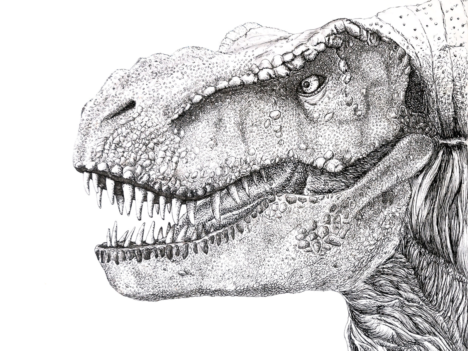 TREX inked *fixed by Orangel Bustamante on Dribbble