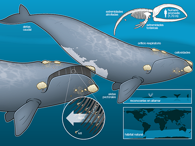 Gray whale infographic adobe illustrator gray illustration infographic nature ocean science sea vector graphics vector illustration whale