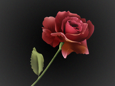 Vector Rose flower illustration red rose valentine vector