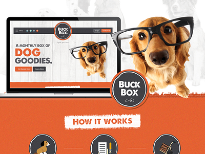 Buck Box design graphic design layout typography ui website design