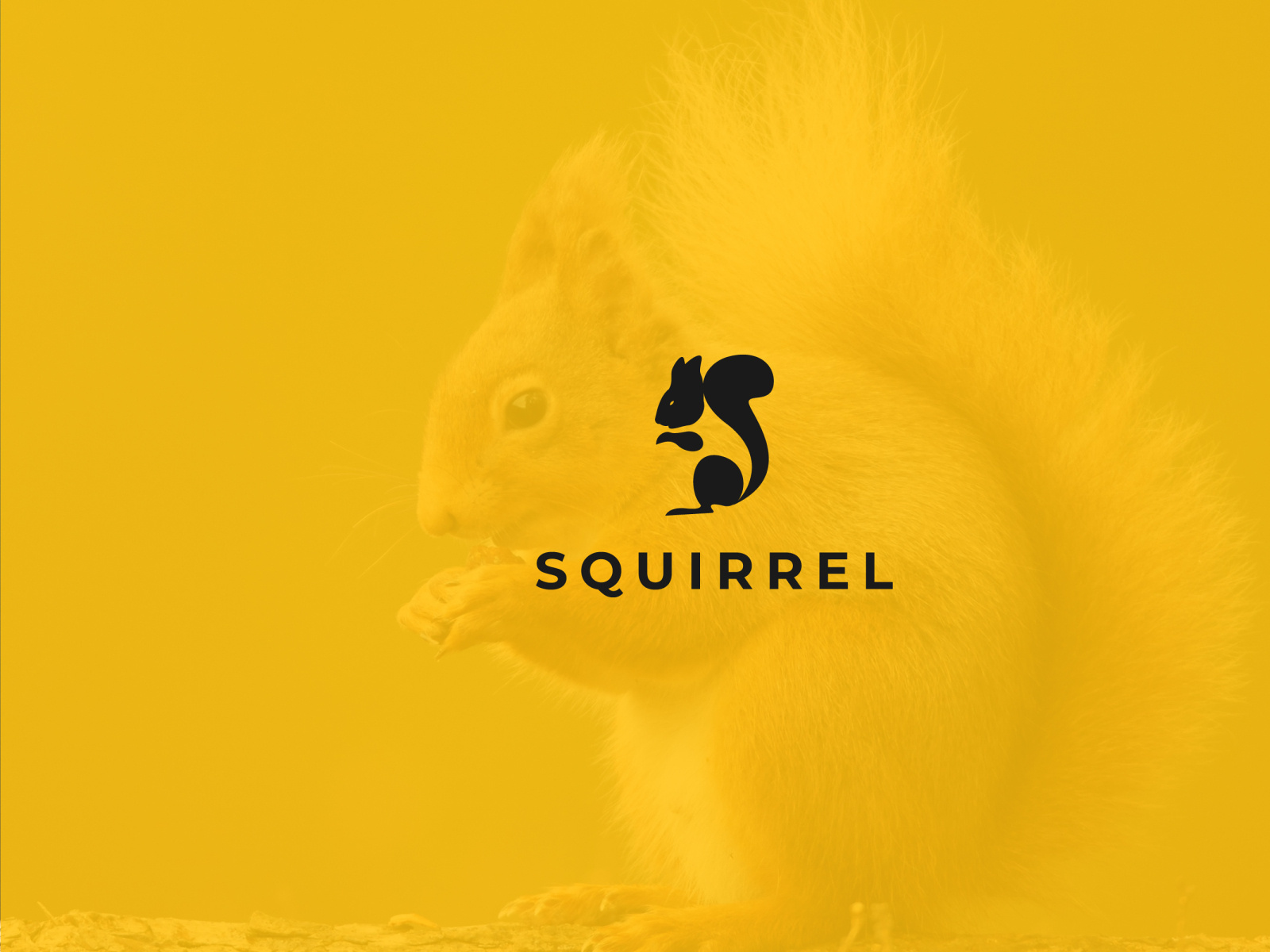 squirrel logo by AM AKONDO on Dribbble