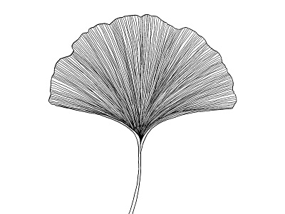 Inktober 2018 (ginkgo) botanical art botanical illustration design digitalart ginkgo illustration inktober 2018 minimal art