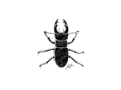 Beetle Illustration animal illustration insect procreate