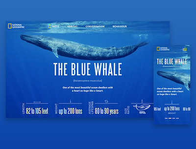 National Geographic® | The Blue Whale blue freelance designer graphic design icon landingpage logo national geographic ocean typography ui user inteface user interface design ux webdesign whale yellow