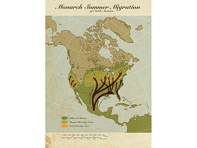 Monarch Migration Map digital illustration graphic illustration infographic informational poster poster design