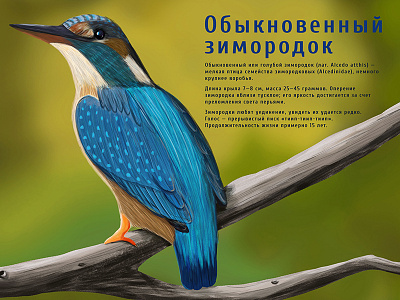 Digital illustration. The common kingfisher. art book illustration childrens illustration design digital art drawing illustration