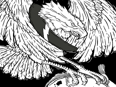 The pandion eagle illustration ink nature osprey