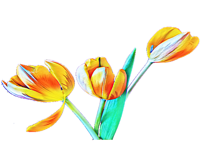 Tulip on transparent background