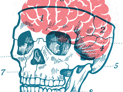 The More You Know ミ☆ anatomy brain skull