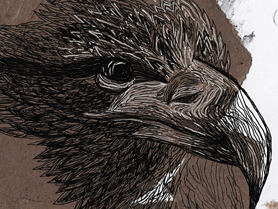 Aquila animal aquila fineliner handdrawn hawk illustration ink lineart traditional art