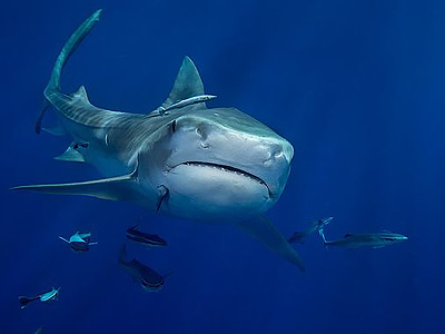 Tiger Shark 1 diving ocean reef sharks south florida tiger tiger sharks