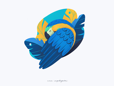 Blue and yellow macaw design flat graphic design illustration procreate