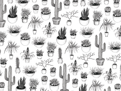 Cacti black and white cacti cactus drawing illustration ink plant pot succulent