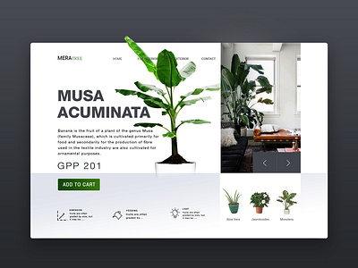 Luxary Plant design illustration ui ux designer ux ui