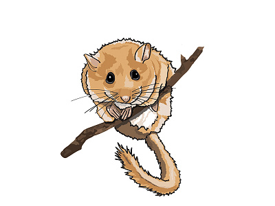 Dormouse character design characterdesign digitalillustration dormouse illustration woodlandcreature