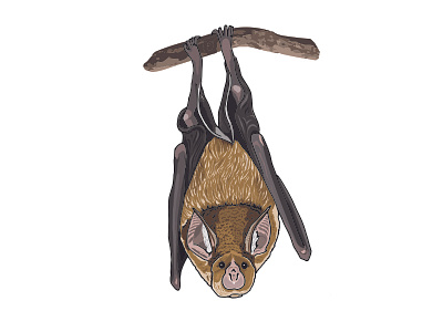Greater horseshoe bat adobeillustrator bat characterdesign digitalillustration greaterhorseshoebat illustration woodlandcreature woodlandtrust