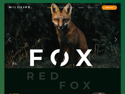 Wildlife Website animal design typography ui ux web website