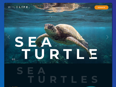 Wildlife Website animal conservation design marine minimal ui ux web website