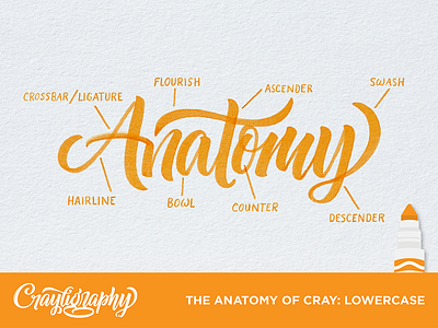 The Anatomy Of Cray calligraphy hand lettering lettering tutorial type typography