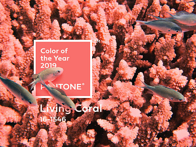 Pantone Color of the year 2019 Celebration 2019 color coral fish lively living overlap pantone photoshop pink water