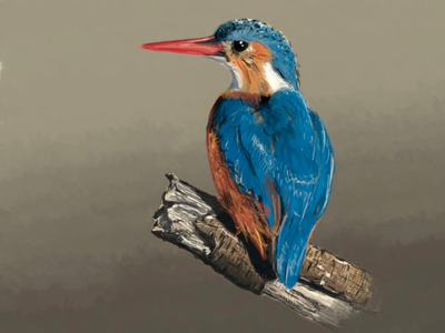 Kingfisher | Martin Pêcheur drawing handmade painting sketch