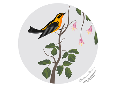 Birds of America: Blackburnian Warbler audubon bird blackburnian blue bunting illustration vector warbler