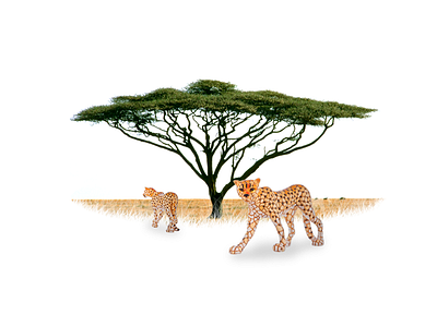Barcino Promo Cheetah barcino ceramic cheetah gaudi mosaic savanna