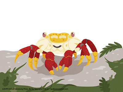 Red rock crab animal illustration animals crab educational educational illustration illustration kidlitart natural science nonfiction sciart vector vector art wildlife