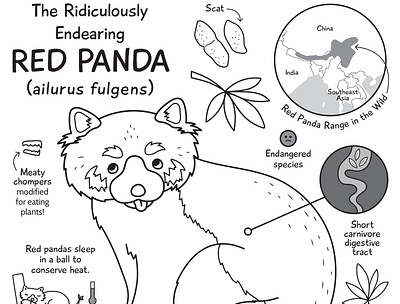 Red Panda activity page animals educational educational illustration illustration kidlitart natural science nonfiction sciart vector wildlife