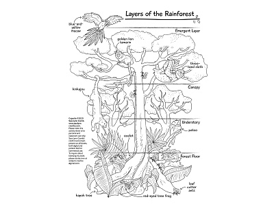 Layers of the Rainforest activity page animals educational educational illustration illustration kidlitart nonfiction rainforest sciart sloth south america tropical wildlife