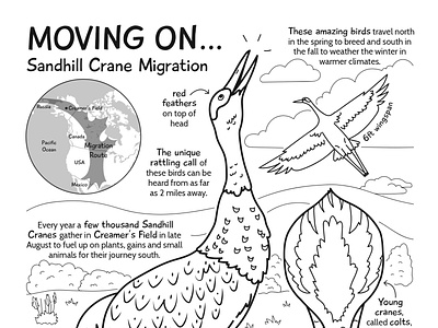 Sandhill Crane coloring page alaska animals birds coloring educational educational illustration illustration line art migratory birds nonfiction sciart snadhill crane vector wildlife