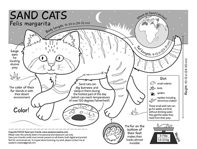 Sand cat activity page animals cats childrens publishing cute desert educational illustration illustration kidlitart nonfiction sand cat sciart vector wildlife