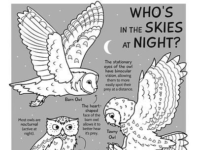 Whos in the Skies at Night animals birds coloring educational illustration halloween illustration kidlitart natural science nature nonfiction owls vector wildlife