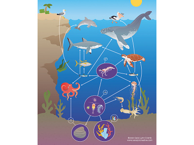 Marine Food Web animals childrens publishing ecosystem educational illustration food web infographic kidlitart marine natural science ocean sciart vector wildlife