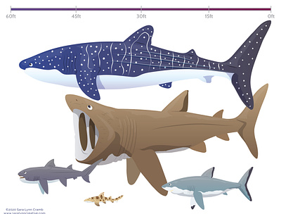 Shark Size chart animals childrens publishing educational educational illustration great white shark kidlitart nonfiction ocean life sciart shark vector whale shark