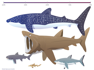 Shark Size chart animals childrens publishing educational educational illustration great white shark kidlitart nonfiction ocean life sciart shark vector whale shark