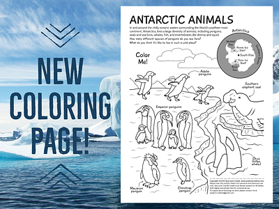 Antarctic Animals Coloring Page adobe illstrator animals antarctica educational illustration illustration kidlitart line art nonfiction ocean penguins sciart snow vector wildlife winter
