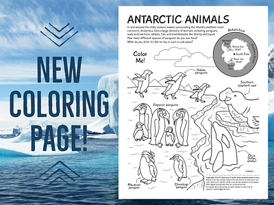 Antarctic Animals Coloring Page