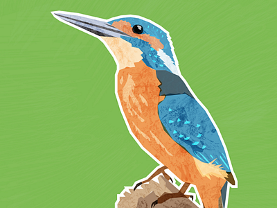 Kingfisher adobe illustrator animal animal artist bird bird art digital art digital collage digital illustration illustration kingfisher vector wildlife