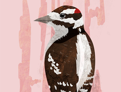 Downy Woodpecker animals bird digital illustration illustration illustrator natural science sciart vector wildlife woodpecker