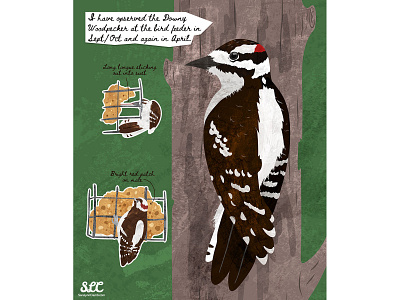 Downy Woodpecker - revised animals bird educational illustration illustration kidlitart nonfiction sciart vector woodpecker