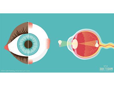 Eye Illustration anatomy body cross section diagram educational eyes human illustration physical science sciart vector vision