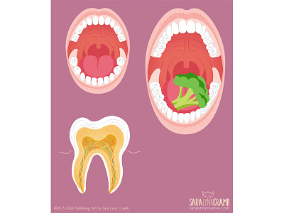 Teeth Illustration anatomy body cross section diagram educational human illustration mouth physical science sciart teeth vector
