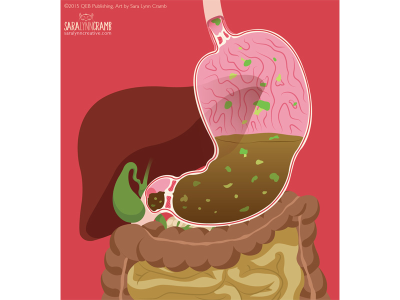 Digestion Illustration by Sara Lynn Cramb on Dribbble