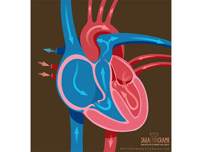 Heart Illustration