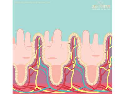 Intestines illustration anatomy body cross section diagram educational human illustration intestine physical science sciart vector