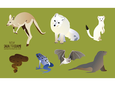 Vector Animals animals bat fox frog kangaroo seal snake vector vector illustration wildlife wildlife illustration