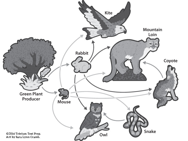 Food Web greyscale illustration sciart prey predator animals mammals birds food web plants science vector test prep greyscale