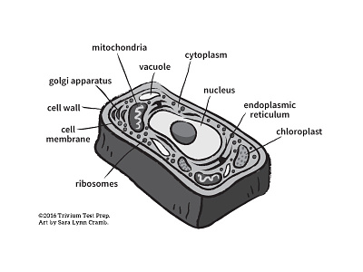 Plant Cell greyscale illustration cells cytoplasm greyscale nucleus plant cell plants sciart science test prep vector