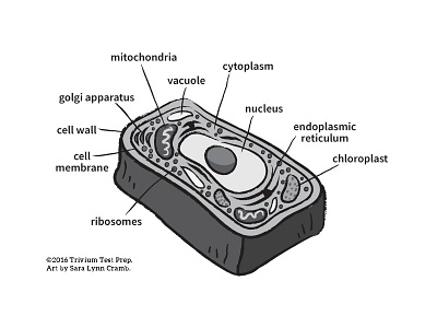 Plant Cell greyscale illustration